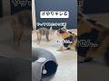 さゆりキレる #猫動画 #cat #ねこ #猫 #子猫 #癒される #保護猫 #三毛猫 #かわいい #猫好きさんと繋がりたい