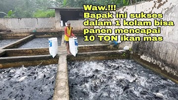 KEREN.!!! BAPAK INI SUKSES BUDIDAYA IKAN MAS PERKOLAM BISA PANEN 10 TON