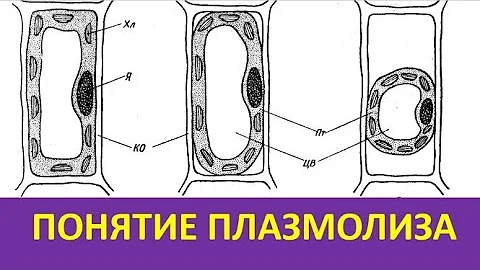 2. Понятие плазмолиза
