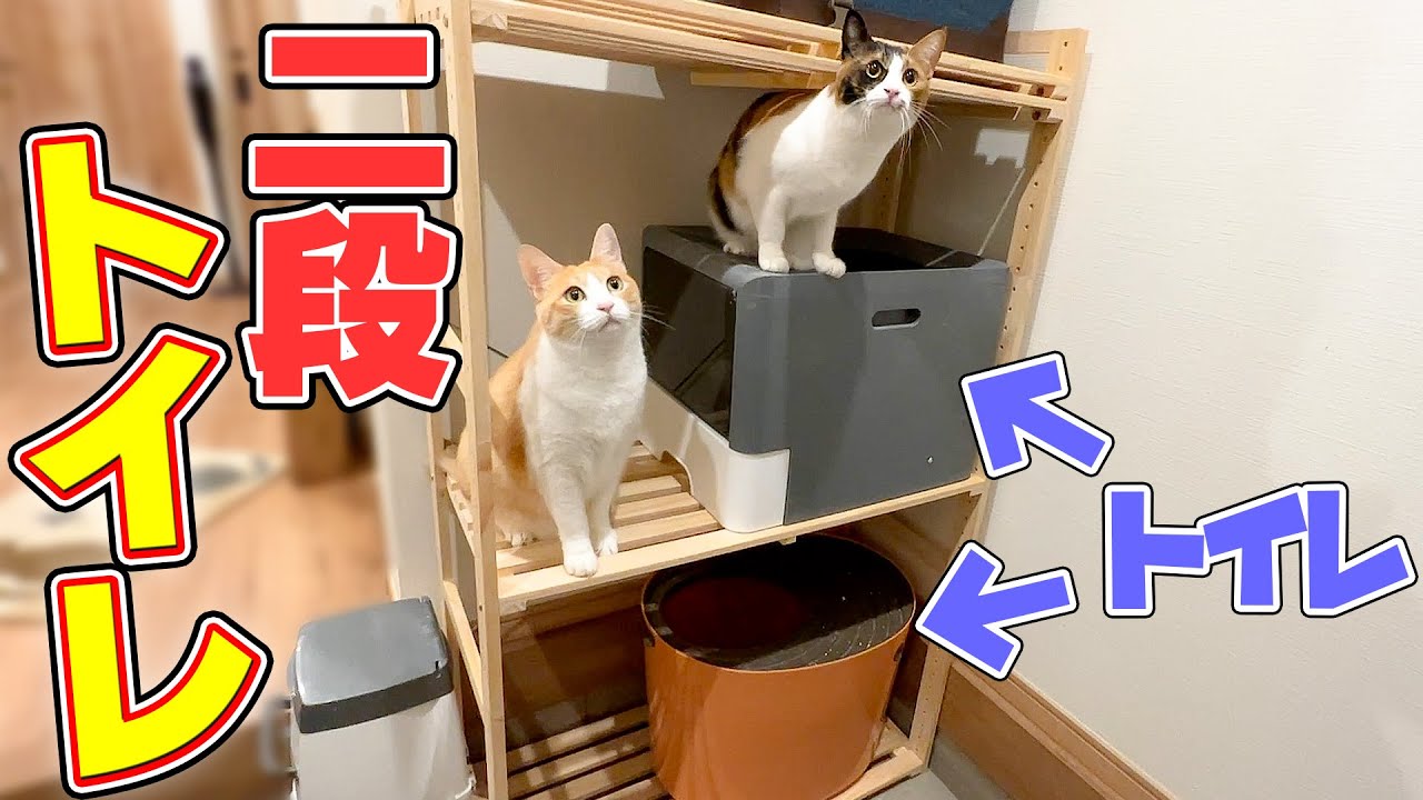 New idea] I tried turning a cat litter box into a bunk bed and the
