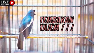 MASTERAN KACER || MASTERAN KACER FULL TEMBAKAN KASAR - MASTERAN BURUNG PALING ISTIMEWA ! ! !