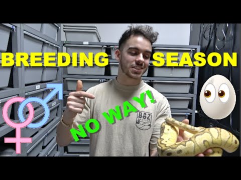 2022 Ball Python Breeding Season! + New Series How to Breed ball ...