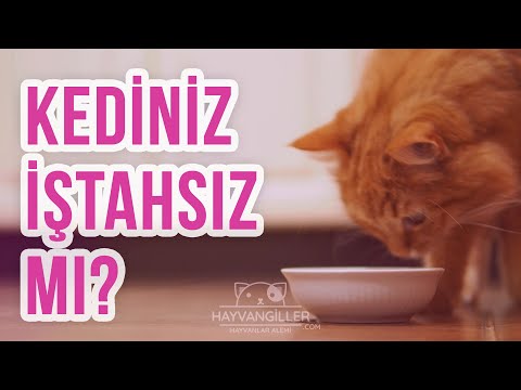 Video: Kedi Yemiyor Mu? İşte Nedeni Ve Yapabilecekleriniz