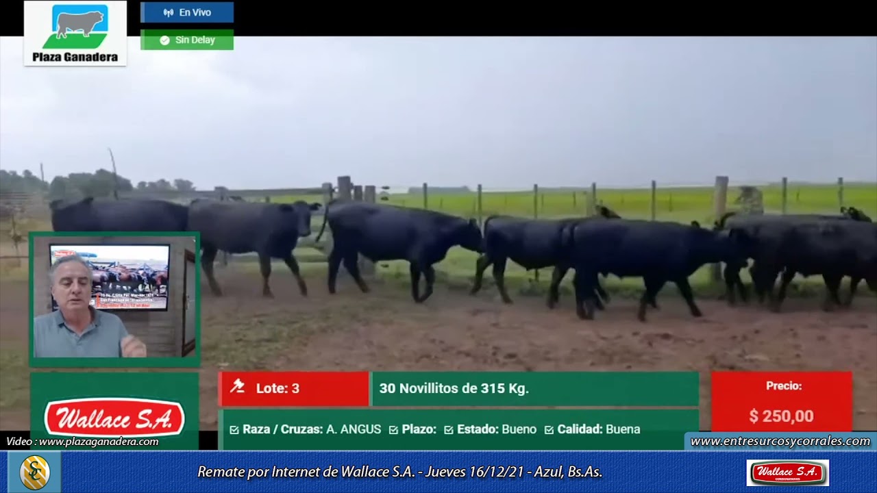 16-12-21 - Remate por Internet de Wallace S.A. - Azul, Bs As