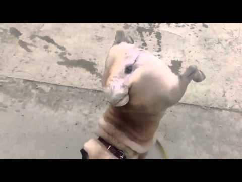 Video: Kristal Air Kencing Pada Anjing