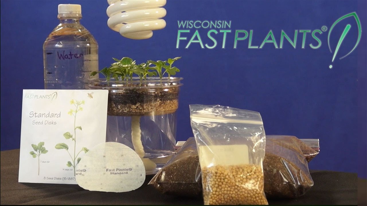 How to Plant Deli Container Watering System YouTube