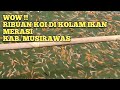 WOW RIBUAN IKAN KOI DI MERASI,MUSIRAWAS