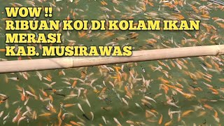 WOW RIBUAN IKAN KOI DI MERASI,MUSIRAWAS