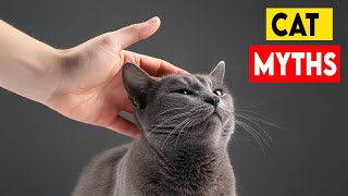 10 Cat Myths You Should Stop Believing