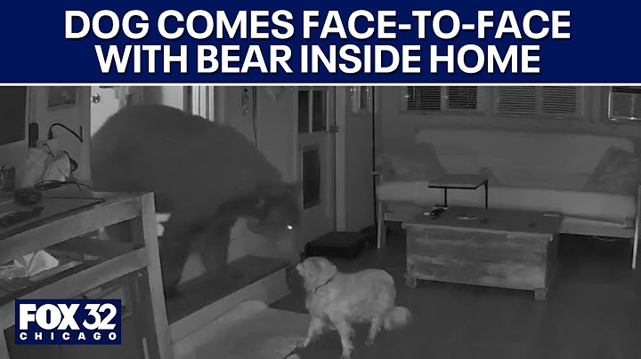 Dog comes face-to-face with bear inside home