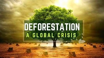 Preserving Our Forests: Solutions to Deforestation