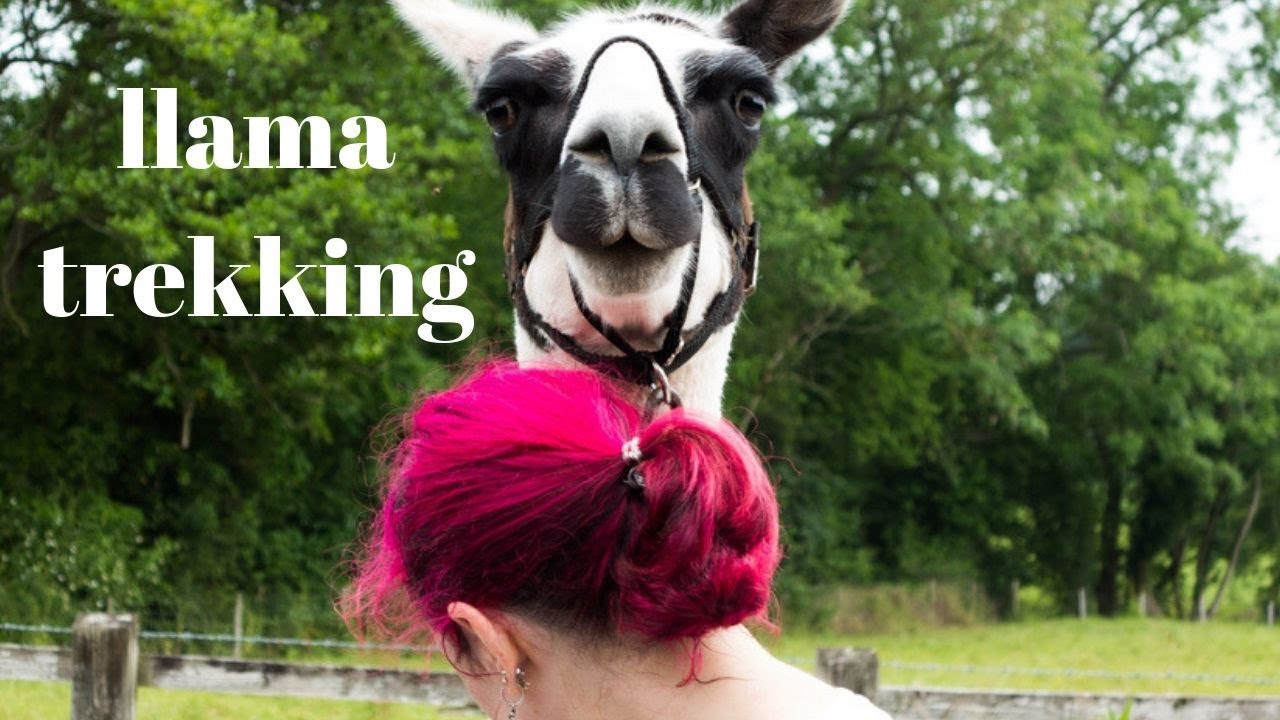 Llama Trekking in Herefordshire