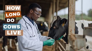 How Long Do Cows Live