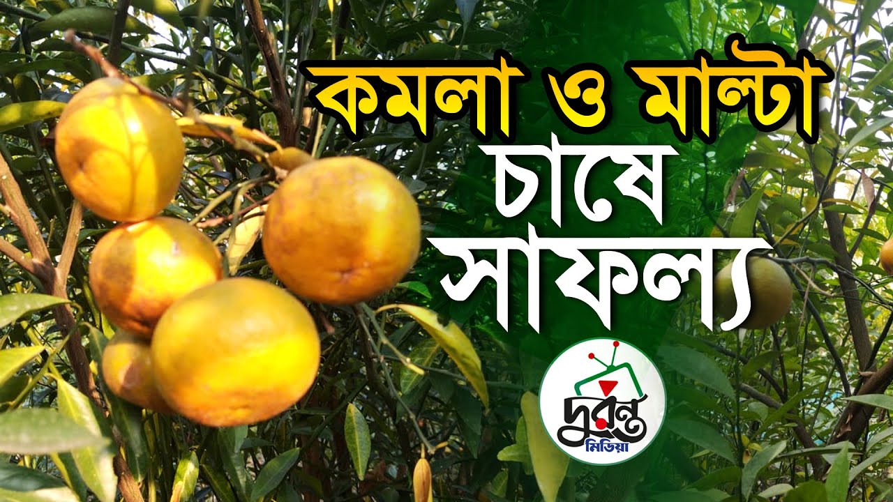 কমলা ও মাল্টা চাষে সাফল্য ।। মিষ্টি কমলা ।। দুরন্ত মিডিয়া Youtube