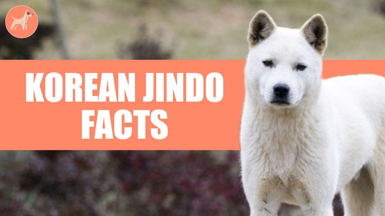 Are Jindo The Most Intelligent Dogs