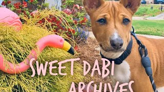 Sweet Dabi the Basenji Archives, #1