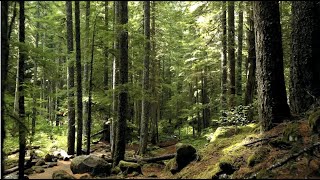20 min Meditation music | raise vibration | positive energy | uplifting, magical, deeply relax mind