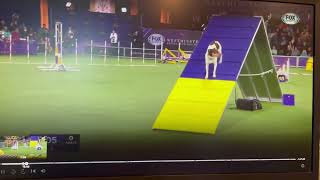 Ferris B on TV...WKC Master Agility Championship Finals by Deb Stevenson 250 views 1 year ago 2 minutes, 16 seconds