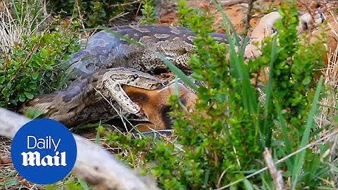 Incredible moment rock python devours entire baby Impala - Daily Mail