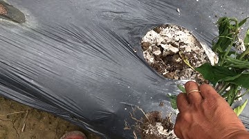 Ớt sừng vàng châu phi ớt bị chết héo xanh