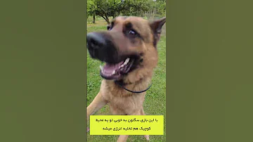 با سگم چی بازی کنم 4 بازی مخصوص سگها 