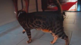 Cute Rottweiler puppy playing with a Bengal cat by LIFE OF KODA 15,486 views 8 years ago 2 minutes