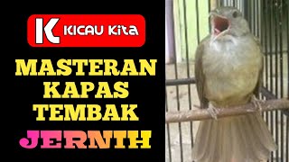 Masteran kapas tembak jernih