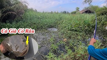 Câu Trúng Con Cá Lóc Già Khổng Lồ Có Râu Kéo Cong Cần Dưới Đám Lục Bình