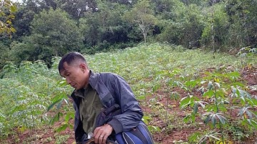 cách cắm giò bẫy gà rừng của @congtaovlogs đạt hiệu quả 99,99%  ae  tham khảo thêm kinh nghiệm nhé