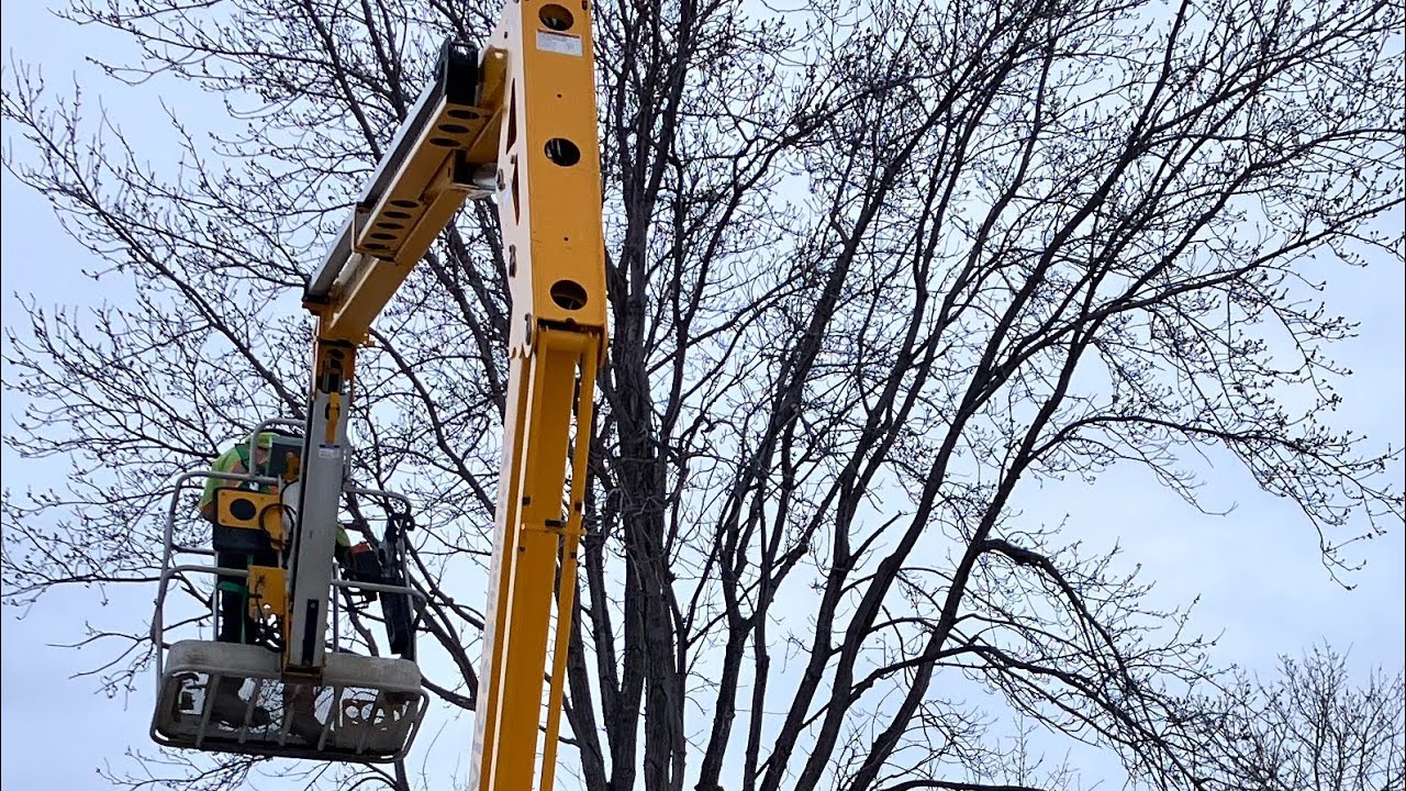 Silver Maple tree removal in Macgregor, MB - YouTube