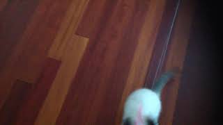 Catto havin fun