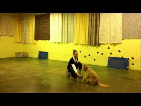 teacher's-pet-client,-wendy-bell,-and-her-dog,-sport,-perform-canine-freestyle