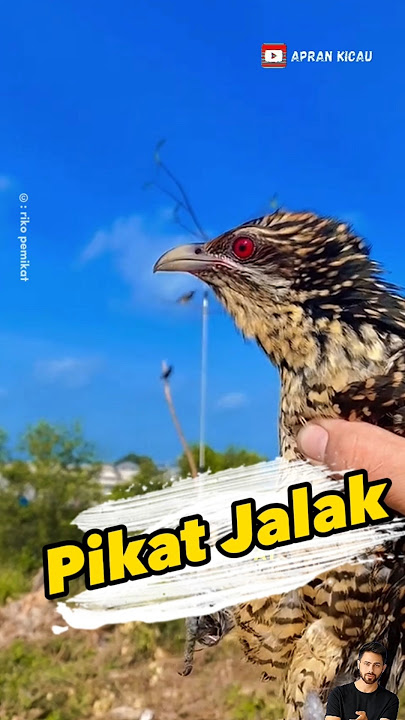 Download lagu Pikat jalak dapat tuwu betina #pikatburung #burungunik #burungkicau