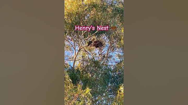 Magpies | Its a Super Nest and its HUGE! How many chicks up there?