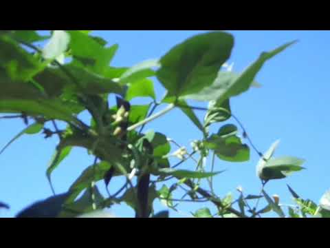 Video: Mengenalpasti Penyakit Akar Kacang - Cara Mengurus Kulat Pada Tumbuhan Kacang