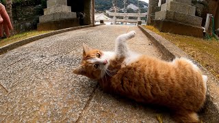海の近くの神社に初詣に行ったら神社猫に猛烈な歓迎を受ける