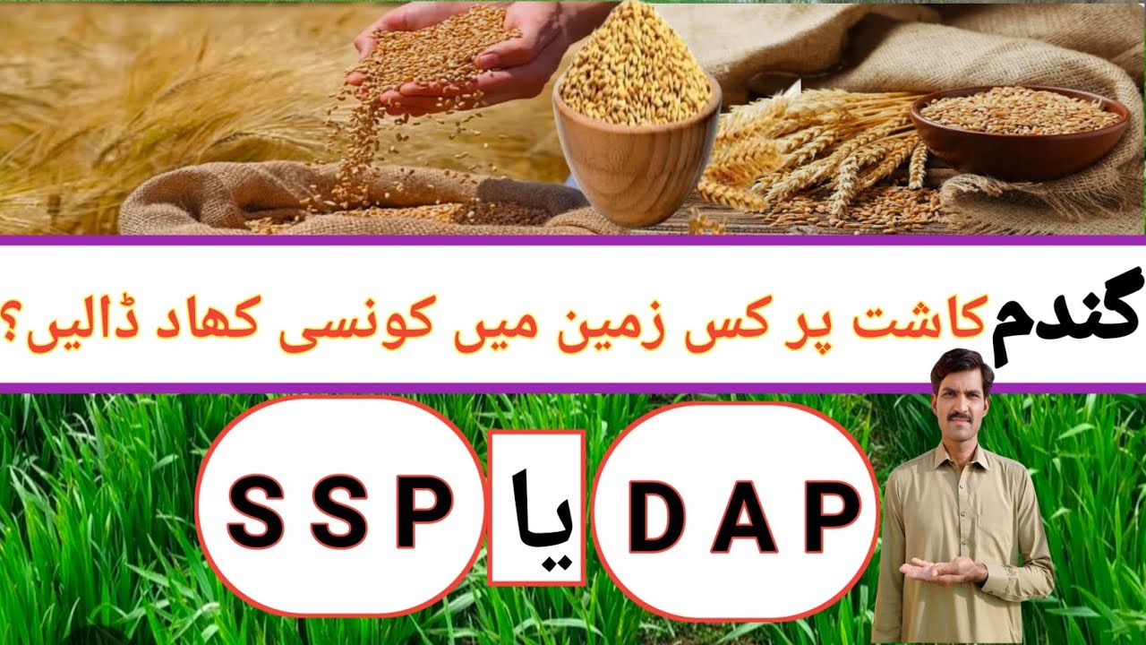 In Which type of Phosphorus best for different type of soil condition for wheat | Wheat Fertilizer 