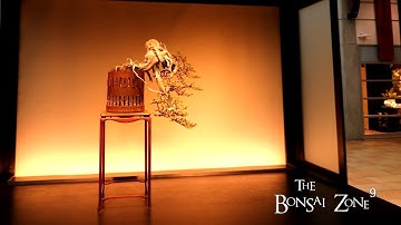 The Montreal Collection Part 1, The Bonsai Zone, Dec 2022