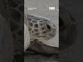 La tortuga Jurassic regresa al mar