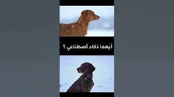أيهما ذكاء اصطناعي وأيهما حقيقي تم توليد جميع فيديوهات الذكاء الاصطناعي عن طريق موقع بيكاسو الخليج 