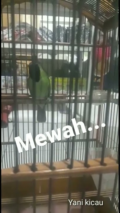 c hijau isian pijantung sambung kapas tembak