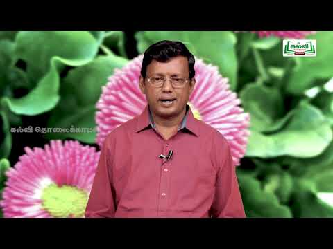 NEET BOTANY பூக்கும் தாவரங்களின் பாலினப்பெருக்கம் Kalvi TV