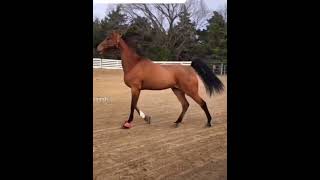 The natural gait of saddlebreds (And saddle seat horses)