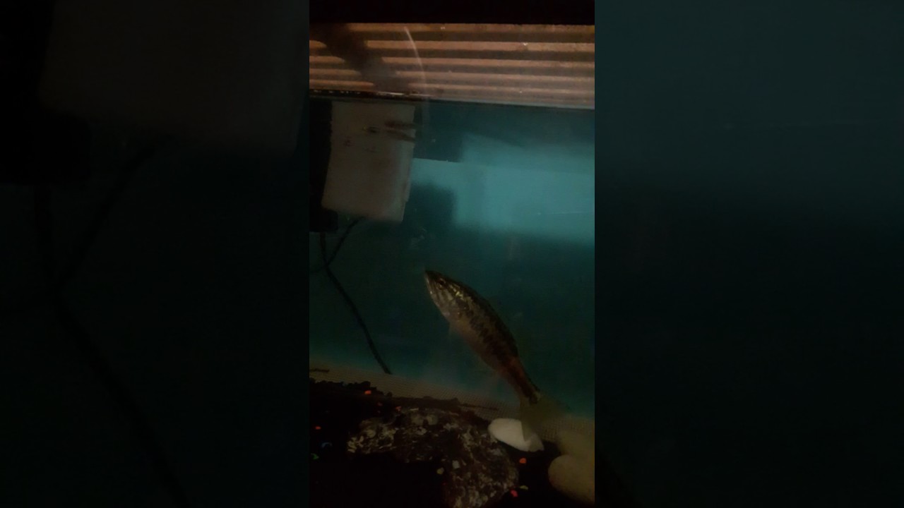 Feeding my baby bass minnows YouTube