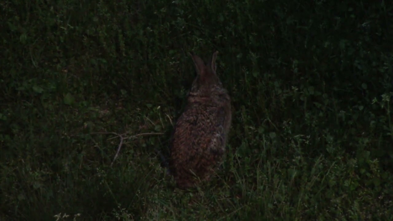 Bunny Rabbit at Dusk