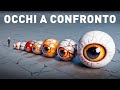 Confronto tra le dimensioni degli occhi: Gli occhi più strani del regno animale