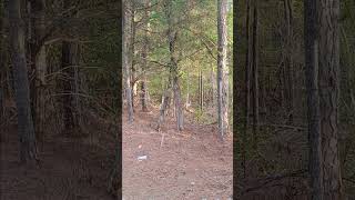 #deer #wildlife #nature #shorts