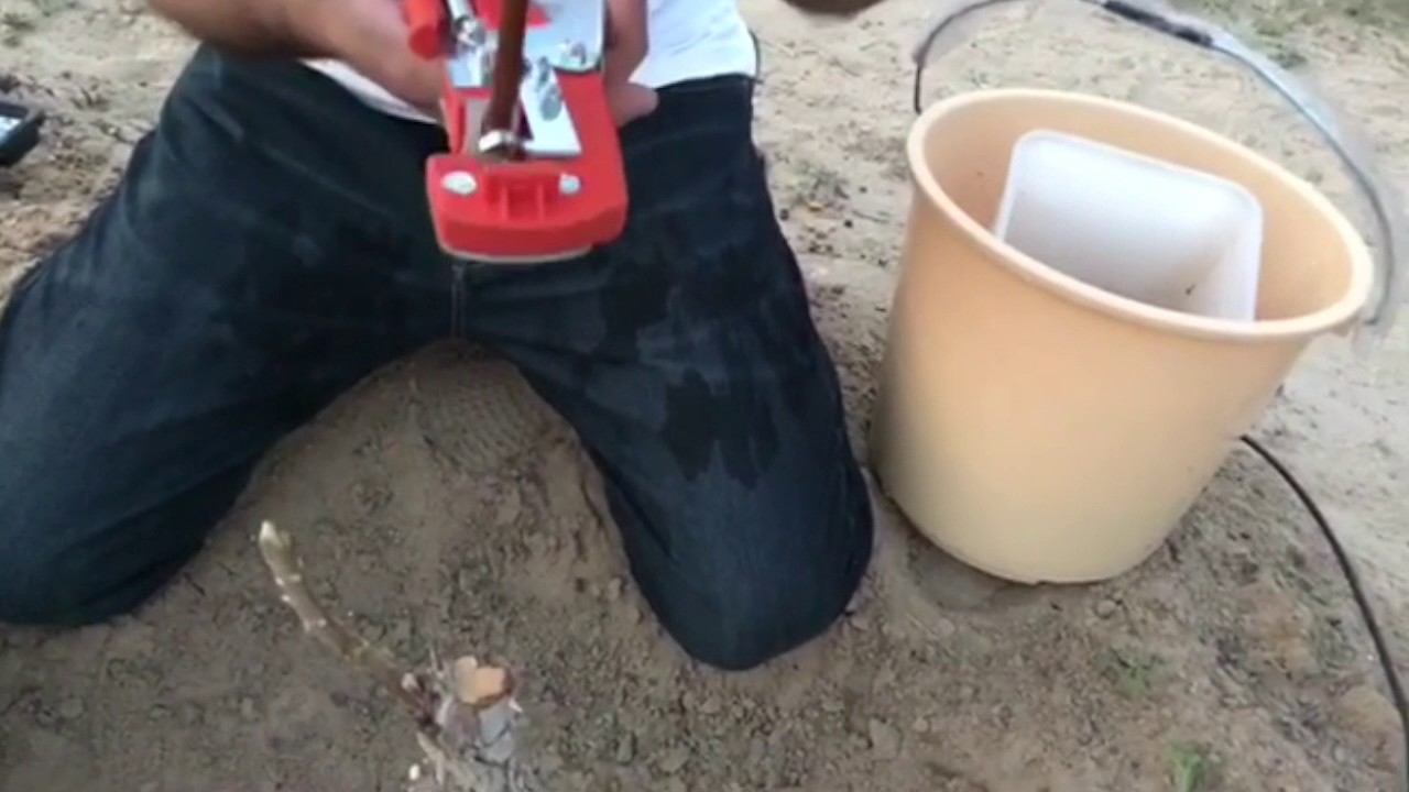 تطعيم السدر والطماطم على البطاط ،، السدر هو العبري-النبق-الكنار