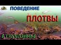 Поведение ПЛОТВЫ в ГЛУХОЗИМЬЕ ( ПОДВОДНЫЕ СЪЁМКИ ) roach underwater photography