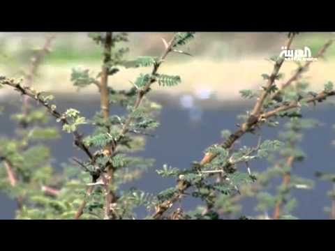 سد وادي بيش من أكبر السدود في السعودية